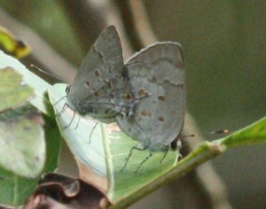 Tmolus echion, The Larger Lantana Butterfly